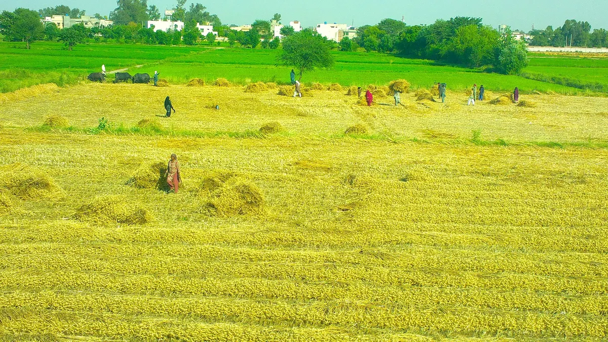 Farm workers harvesting a wheat field in Punjab