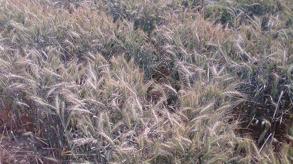 A wheat field in Timanwala, Punjab, Pakistan