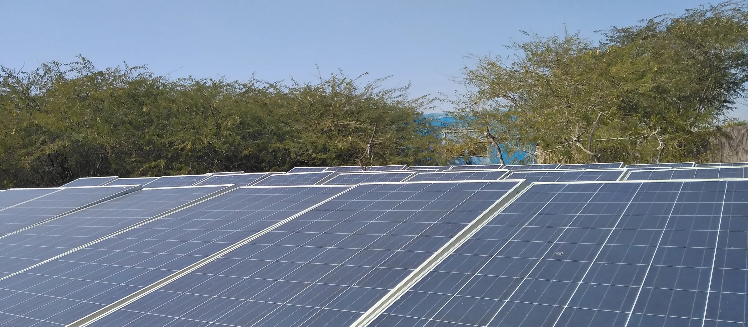 Rows of solar panels in front of trees under a clear sky